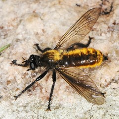 Laphria sericea