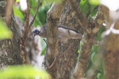 Philemon buceroides yorki