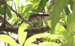 Philemon buceroides yorki
