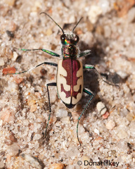 Cicindela lengi