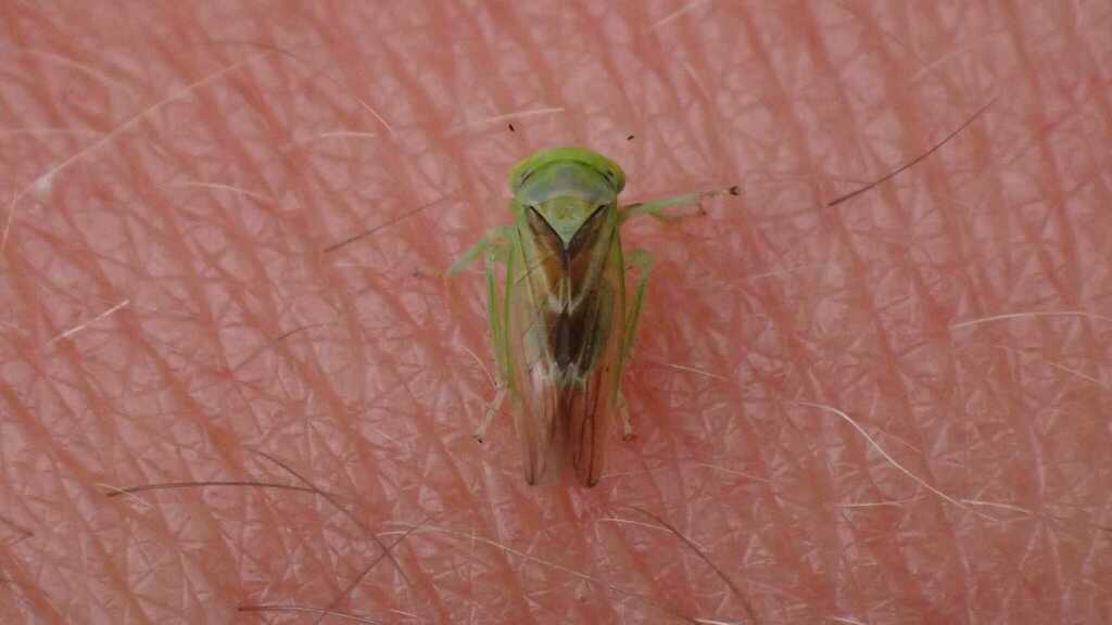 Populicerus nitidissimus