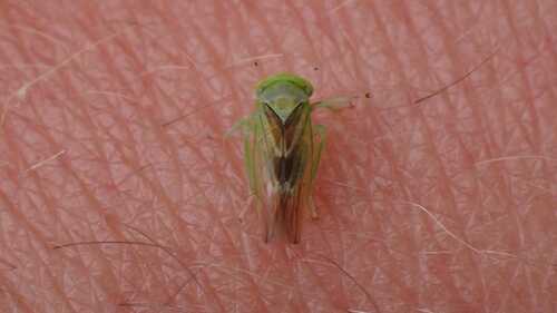Populicerus nitidissimus