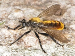 Laphria sericea