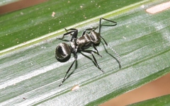 Polyrhachis cupreata