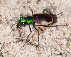 Cicindela scutellaris yampae