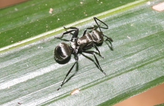 Polyrhachis cupreata