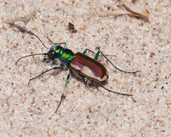 Cicindela scutellaris yampae