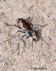 Cicindela lengi