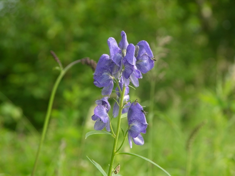 Fischer's monkshood