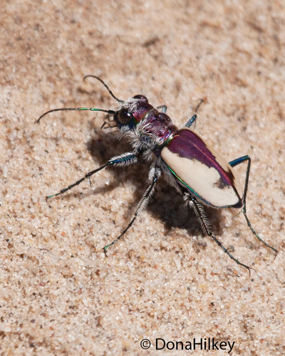 Big Sand Tiger Beetle