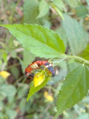 Dysdercus albofasciatus