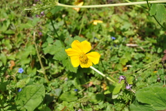 Trollius