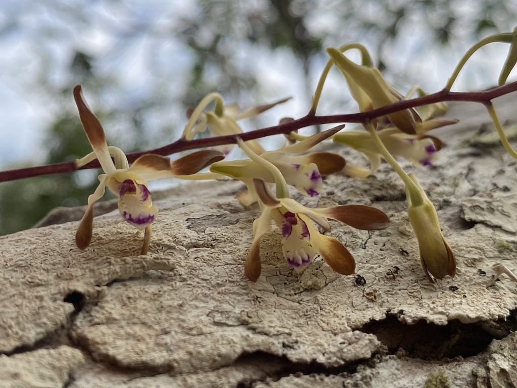 Dendrobium canaliculatum R.Br. 3