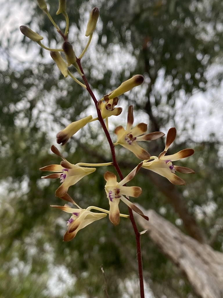 Dendrobium canaliculatum R.Br. 4