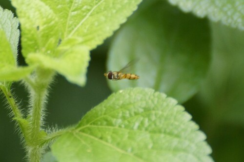 Black-banded Hover Fly photo 4