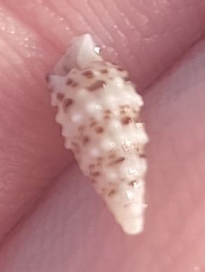 Cerithium scabridum