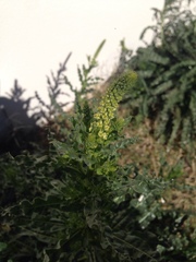 Reseda luteola