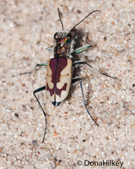 Cicindela lengi