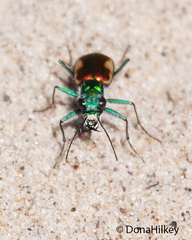 Cicindela scutellaris yampae