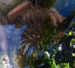 Bunodosoma zamponii