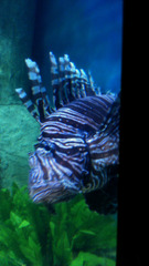 Pterois