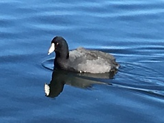 Fulica americana