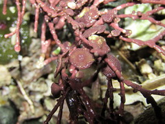 Clathromorphum parcum