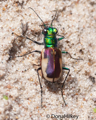 Cicindela scutellaris yampae