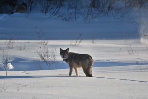Eastern Wolf