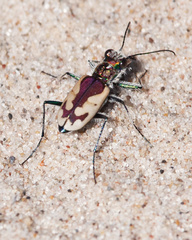 Cicindela lengi