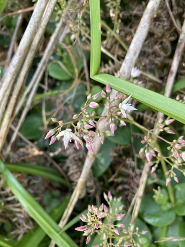Crassula multicava