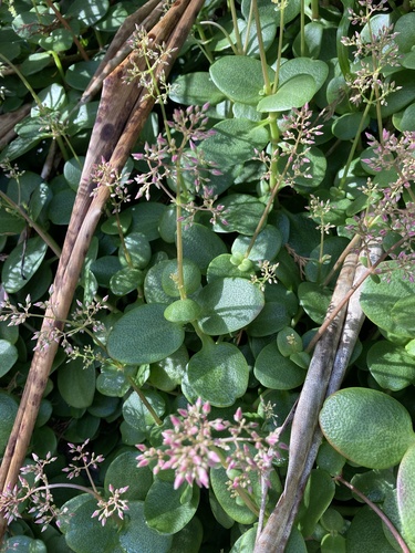 Crassula multicava