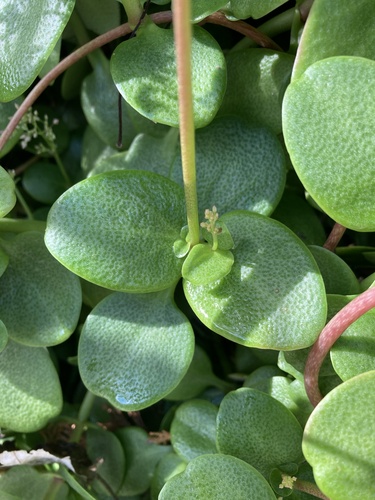 Crassula multicava
