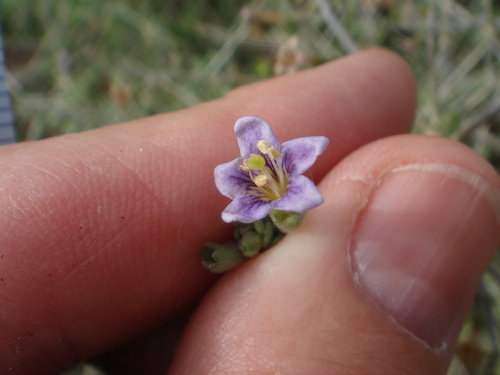 Image of Lycium parishii by no rights reserved