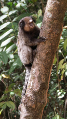 Black-Tufted Marmoset photo 3