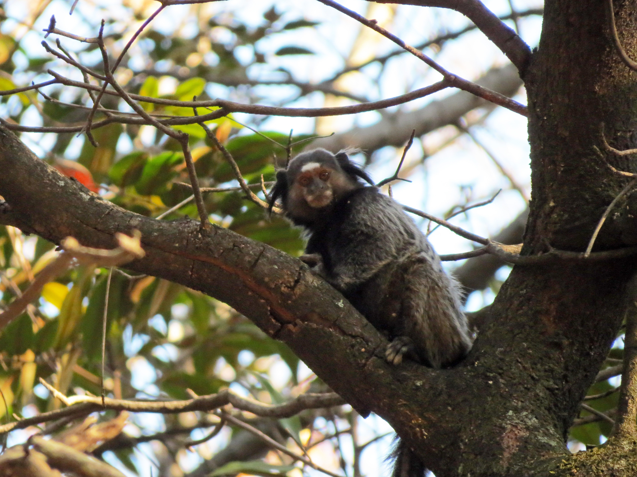 Callithrix Penicillata, Mico-Estrela ou Sagui-de-Tufo-Preto - iGUi Ecologia