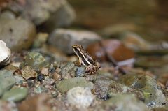 Chimbo Rocket Frog photo 4