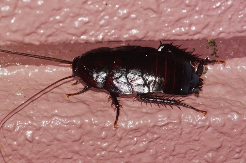Urushi Cockroach photo 3