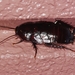 Urushi Cockroach - Photo (c) Takaaki Hattori, some rights reserved (CC BY), uploaded by Takaaki Hattori