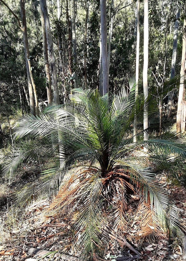burrawang from Nowra - Bomaderry NSW, Australia on July 22, 2023 at 01: ...