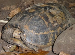 Indotestudo elongata