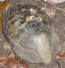 Indotestudo elongata