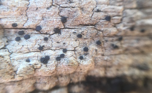 Patellaria atrata image
