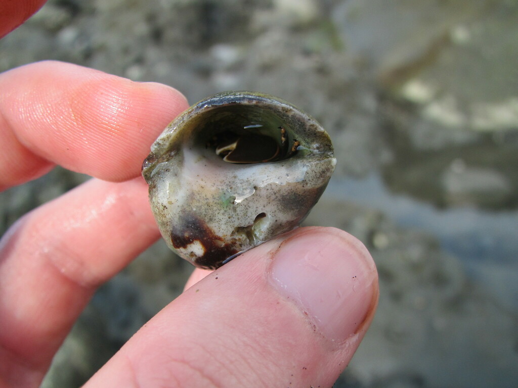 Gourd Rock Snail from Puntarenas Province, Punta Banco, Costa Rica on ...