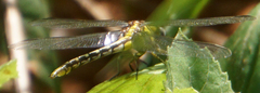 Phanogomphus militaris