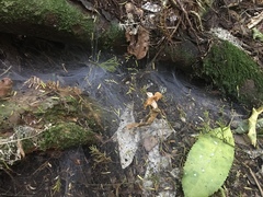 Porrhothele