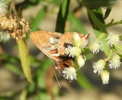 Anteros carausius carausius