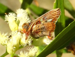 Anteros carausius carausius