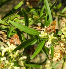 Anteros carausius carausius