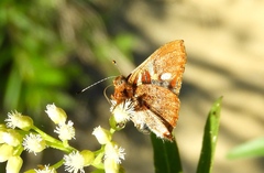 Anteros carausius carausius